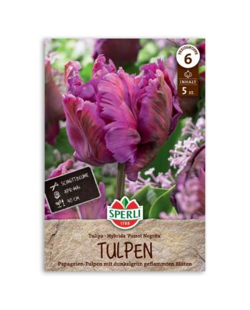 Papegøje tulipan "Parrot Negrita" - 5 løg