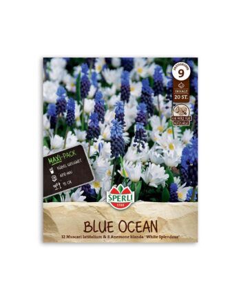 Perlehyacint/anemone blanding "Blue ocean" -  20 løg