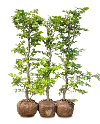 Nordic Gardens færdig bøgehæk "Fagus" - 210 cm